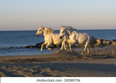 Two White Horse Galloping On The Beach