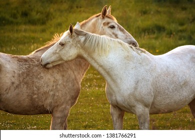 Two white horses on the meadow during sunset