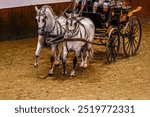 Two white horses pulling a typical Spanish antique carriage on a sand track in Jerez de la Frontera, Andalusia, Spain.