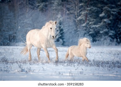 Two white horses running on the field in winter