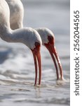 Two White Ibis birds drinking water