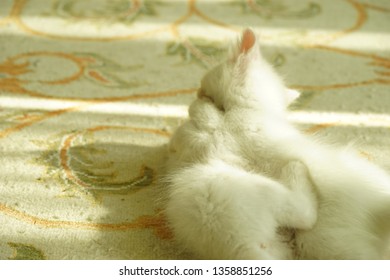 two white kittens playing with each other.