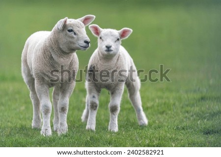 Two white lambs standing in a grassy meadow, basking in the sun of a beautiful spring day