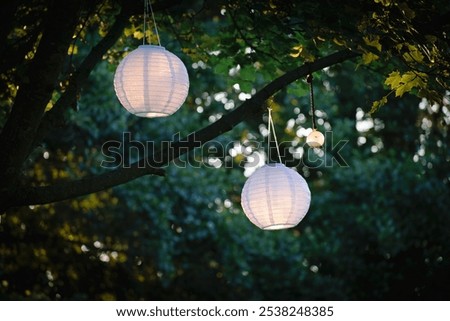 Two white lantern hanging in a tree on a beautiful summer evening. 