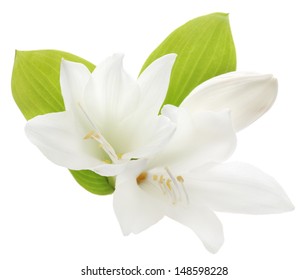 Two White Lilies Isolated On A White Background 