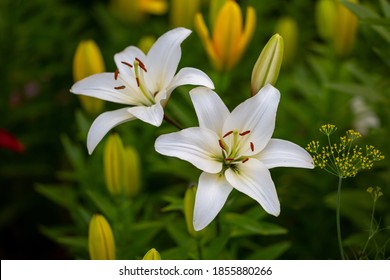 Two white lilies macro photography in summer day. Beauty garden lily with white petals close up garden photography. Lilium plant floral wallpaper on a green background.