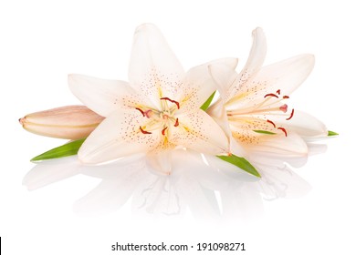 5,867 Easter Lilly Background Images, Stock Photos & Vectors | Shutterstock