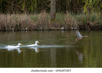 Two White Male Pekin Ducks Chasing After Female Mallard Duck