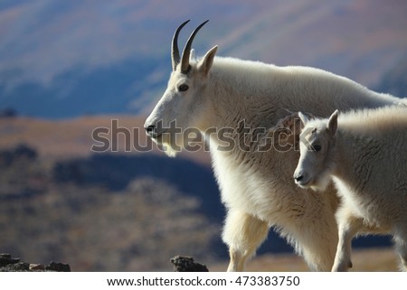 Two white mountain goats adult with horns and baby side profile with mountains in background
