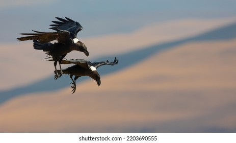 Two White Necked Ravens Gliding On The Wind