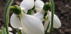 Two White Open Snowdrops (Galanthus) On Green Stems, In A Flower Garden (macro, Top View, Spring Background).