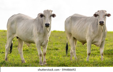 Two White Oxen On Fattening Regime. Oxen On Farm Pasture. Oxen Looking At Camera.