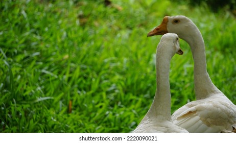 Two White Pekin Duck Long Island Ducks Anas Platyrhynchos Domestica In Front Of The Blurred Green Background