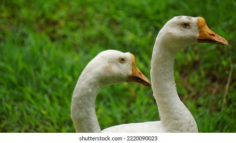 Two White Pekin Duck Long Island Ducks Anas Platyrhynchos Domestica In Front Of The Blurred Green Background