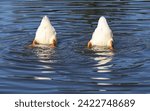 Two White Pekin Ducks Upside Down in the Water Together