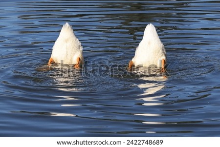 Two White Pekin Ducks Upside Down in the Water Together