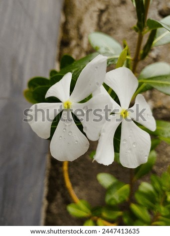 two white periwinkle flowers (Catharanthus roseus L. G. Don) that were blooming and exposed to rainwater