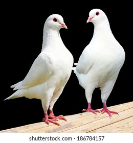 5,352 Love pigeons two white Images, Stock Photos & Vectors | Shutterstock