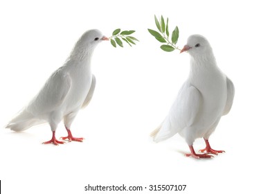 two white pigeon on a white background with an olive branch