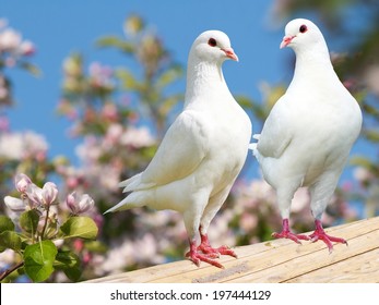 529 Two turtle doves Images, Stock Photos & Vectors | Shutterstock