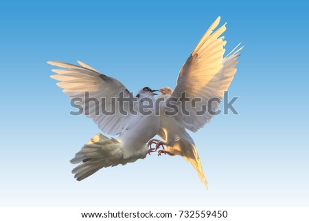 two white pigeons fighting in the air