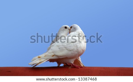 two white pigeons in love kissing (love birds)