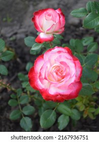 Two white and pink flowers of Jubile du prince de monaco rose