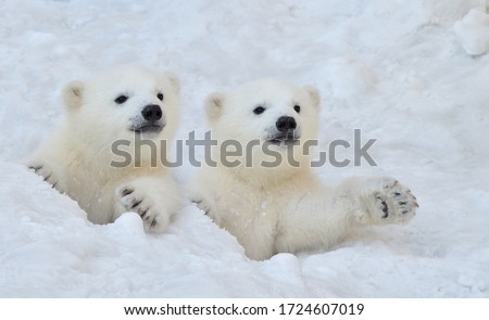 Two white polar bear cubs look out of a snow hole.