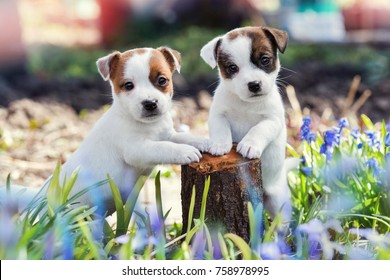 two white puppy Jack Russell Terrier standing on tree stump among purple flowers