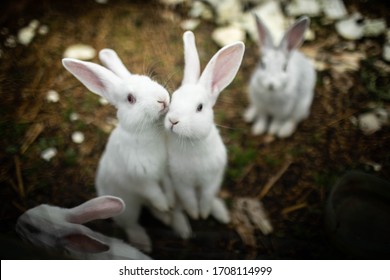 Two White Rabbits Kissing On The Street.Two White Rabbits Kissing On The Street.