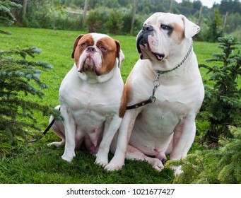 Two white red white American Bulldogs in the yard of the house. The American bulldog is a stocky, well built, strong-looking dog, with a large head and a muscular build. - Shutterstock ID 1021677427