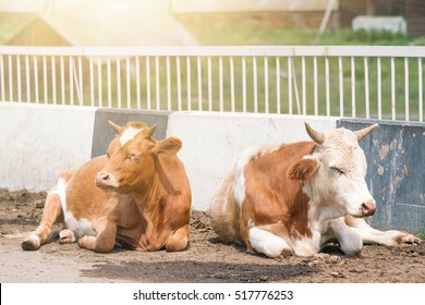 Two white and red cows on the road  in the sunlight