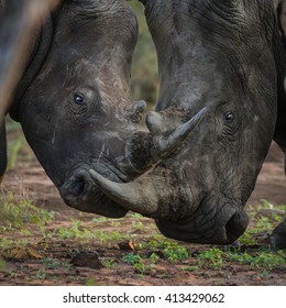 Two white rhino fighting with their horns  - Shutterstock ID 413429062