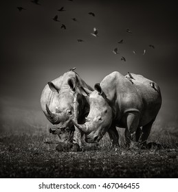 Two white Rhinoceros in the field with birds flying