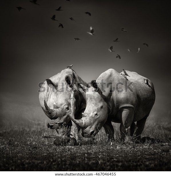 Two white Rhinoceros in the field with birds flying