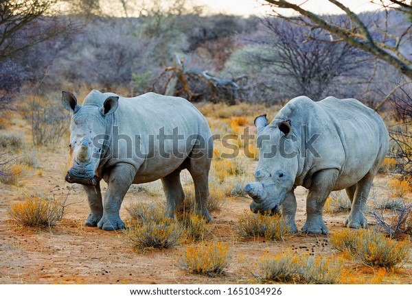 Two White Rhino\'s\
(Ceratotherium simum) standing in the dry African Bush in Namibia. \
White Rhinos are a threatened species, although the population is\
increasing slowly.