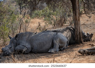 Two white rhinos rest in the shade of a tree in the African savanna.