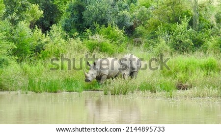 Two white rhinos walking to the waterhole