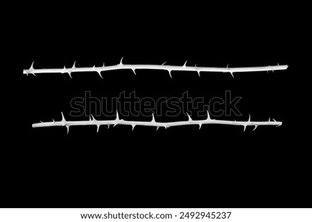Two white rose branches isolated on a black background.