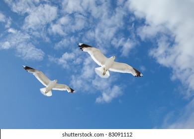 Two white sea gulls flying in the blue sunny sky over the coast of Baltic Sea - Powered by Shutterstock