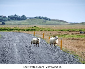 Two white sheeps on the empty road on the nature