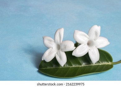 colored stephanotis