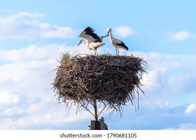 Two White Stork On The Nest In The Spring.