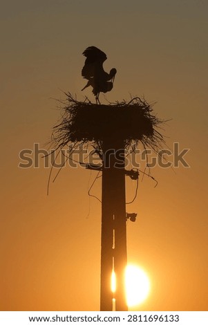 Two white storks mate atop their nest on a utility pole, silhouetted against a rich golden sunset sky with the setting sun glowing behind. The mounting bird's raised wings create a dramatic outline as the pair breeds at dusk.
