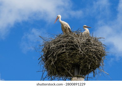 Two white storks rest in a large nest atop a nesting platform in Latvia, framed by blue sky and clouds during breeding season