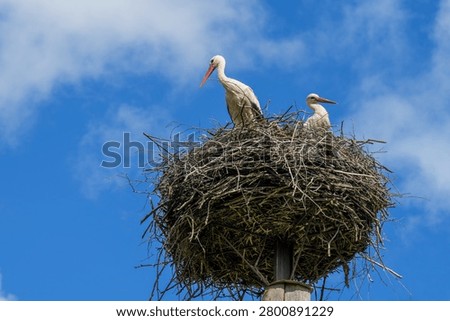 Two white storks rest in a large nest atop a nesting platform in Latvia, framed by blue sky and clouds during breeding season