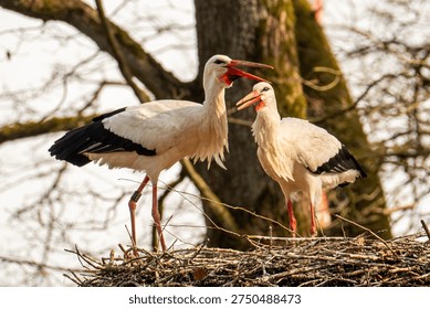 Two white storks stand together in their large nest, both with their beaks wide open in a loud clattering display.