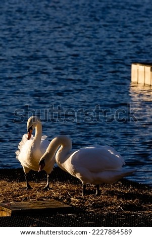 Two white swans by the water. Image from London, Englan (UK)