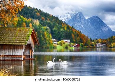 Two white swans in crystal clear water Grundlsee Lake. Beautiful landscape of alps. Location: resort Grundlsee, Liezen District of Styria, Austria, Alps. Europe.