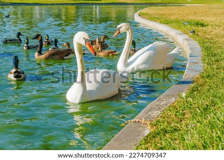 Two white swans, ducks and wild black geese swimming together on a tranquil green pond.